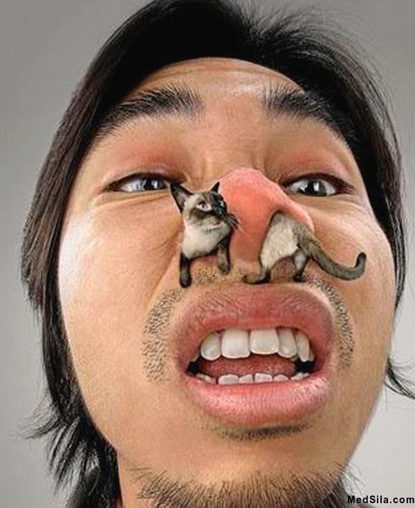 аллергия на кошек